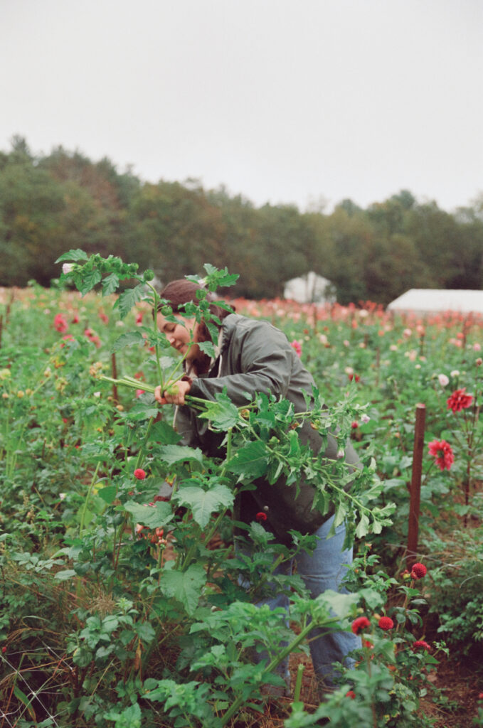 Branding Photography
Film Branding Photos
Documentary Style Branding Photos
Florist Branding Session
Film Branding Session
Branding Photographer
Boston Brand Photographer
Castillo Holliday Photo And Film