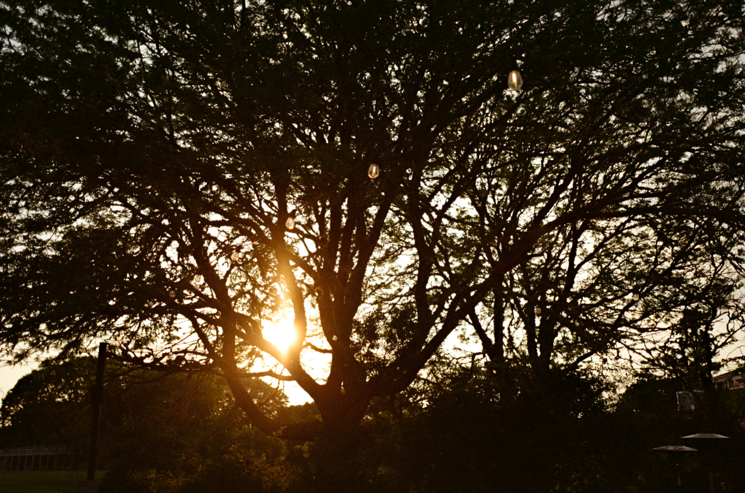 Golden hour sunset over Martha’s Vineyard trees, photographed on film at Olivia and Coby’s wedding weekend.