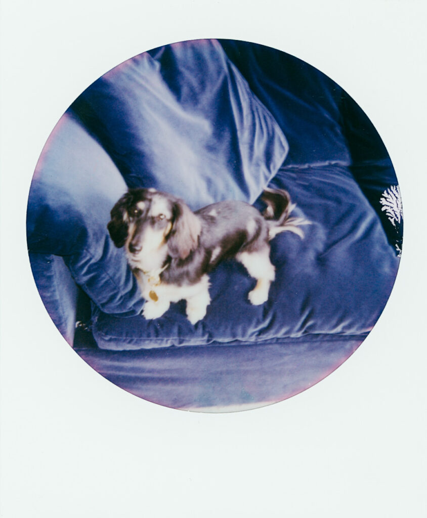 Frankie, the dachshund, looks up from the couch -- shot on Polaroid. 