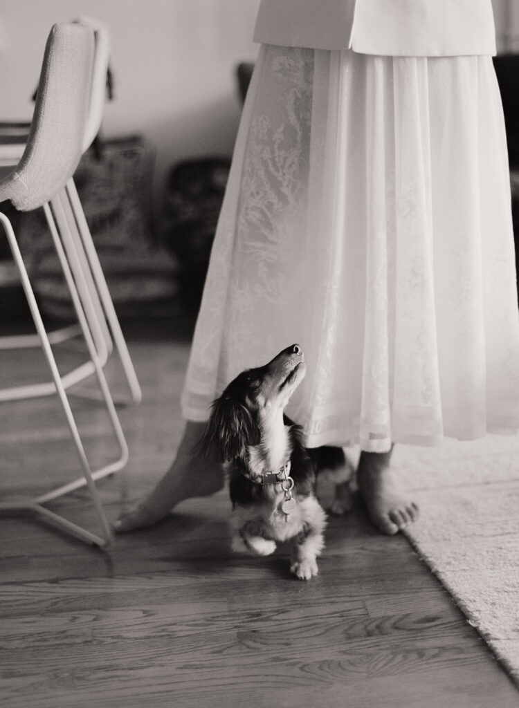 The dog looks up at the bride in the couple's living room -- documentary wedding photography shot on film. 