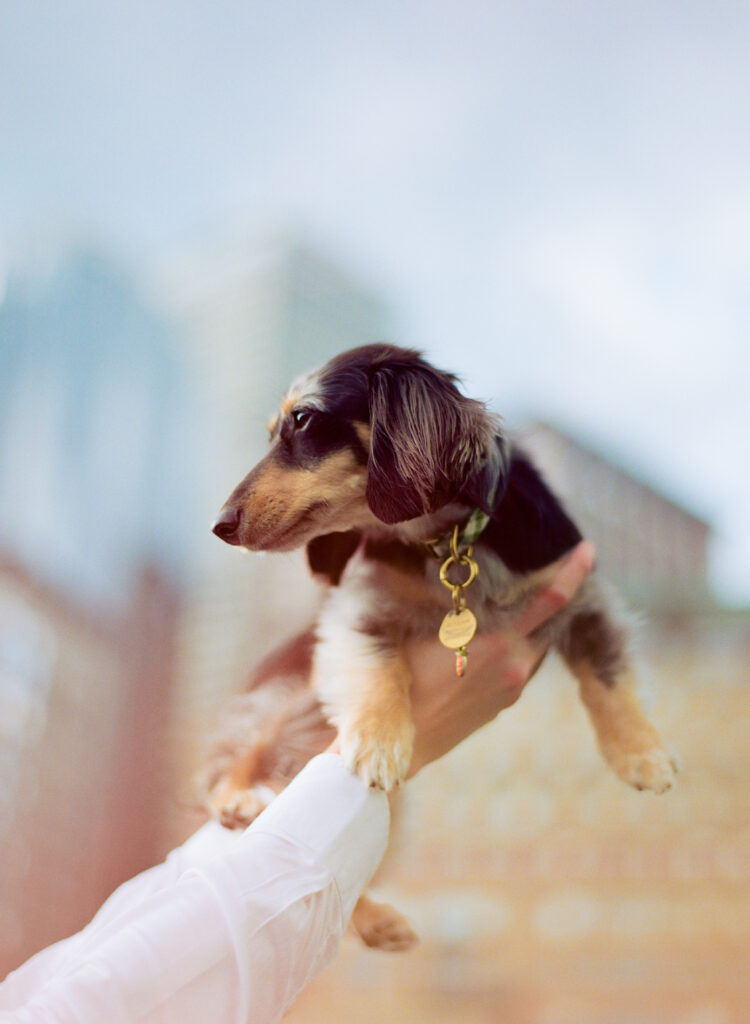 The dog is held by the groom in front of the Boston skyline -- film photograph.