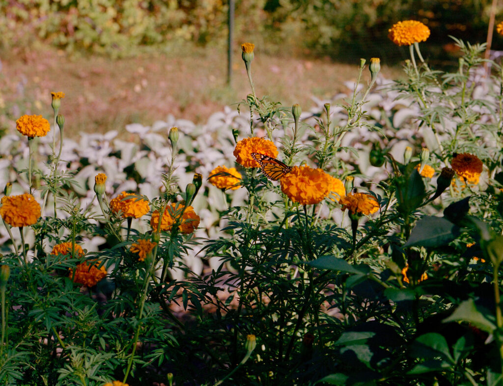 Color film photograph of orange marigolds. One of the blossoms is being tended to by an orange butterfly. 