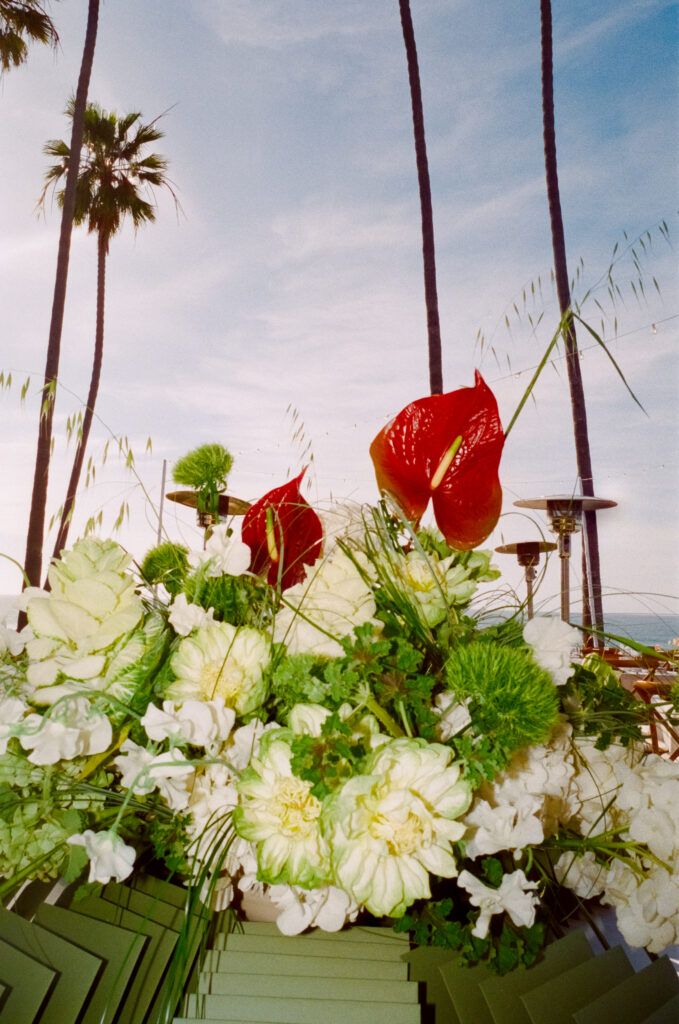 red and white flowers with palm trees in the background 
