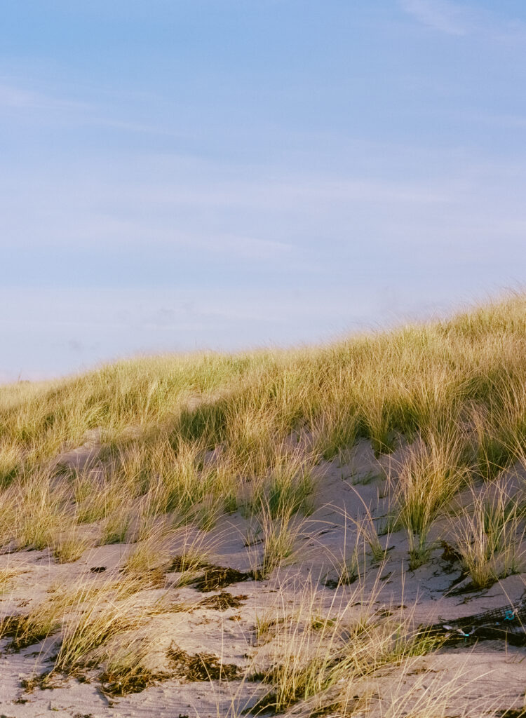 wild grass on the beach blowing in the breeze