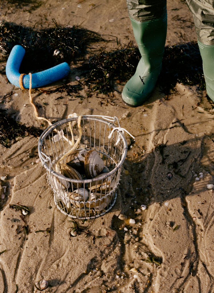 clams in a bucket on the beach